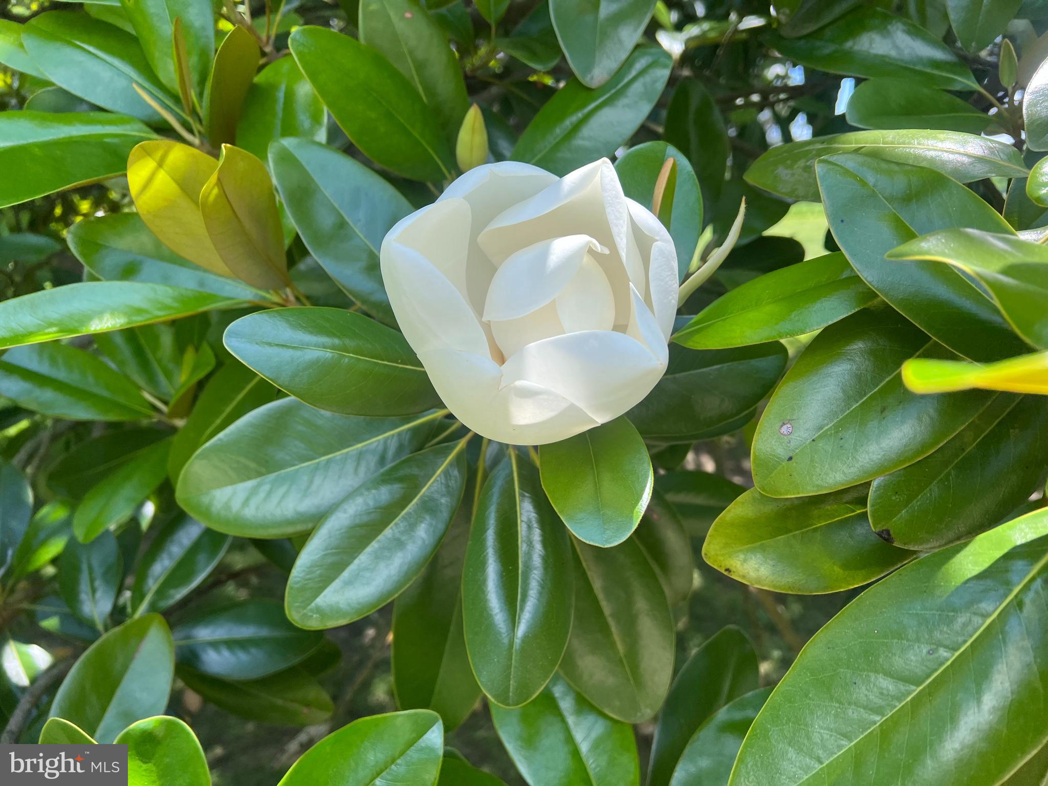 HAMPDEN - Residential