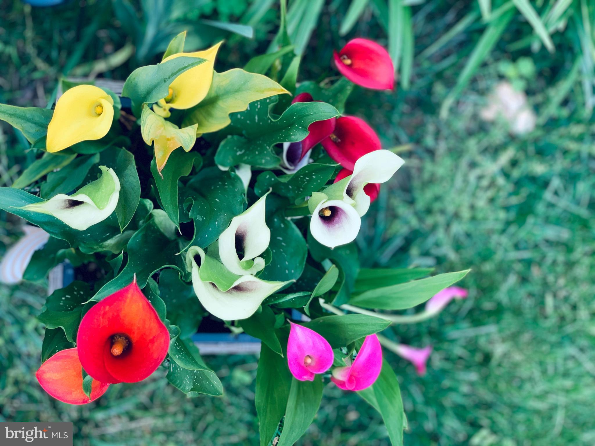 BURLEIGH MANOR - Residential