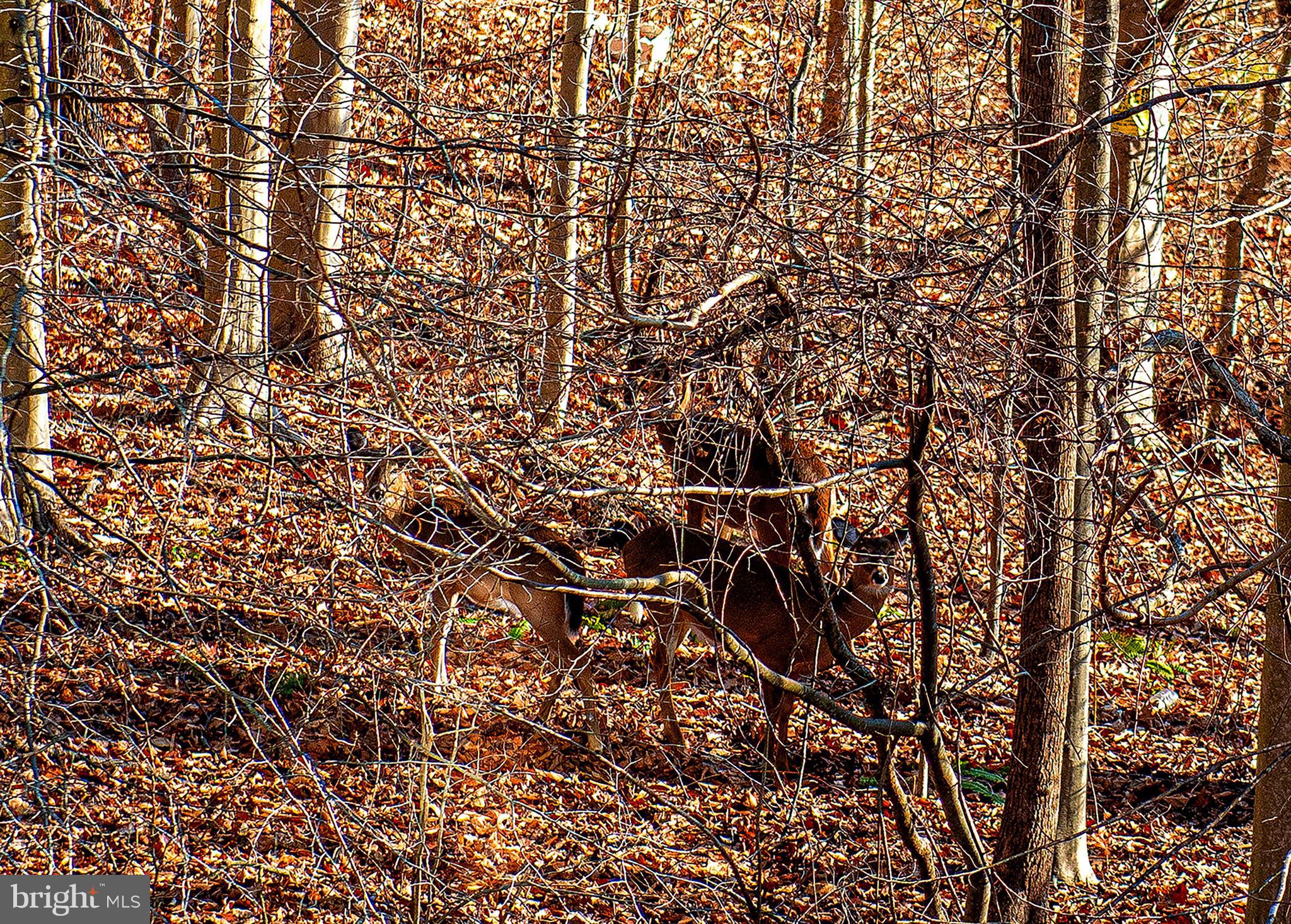 THE ESTATES AT CEDARDAY - Residential