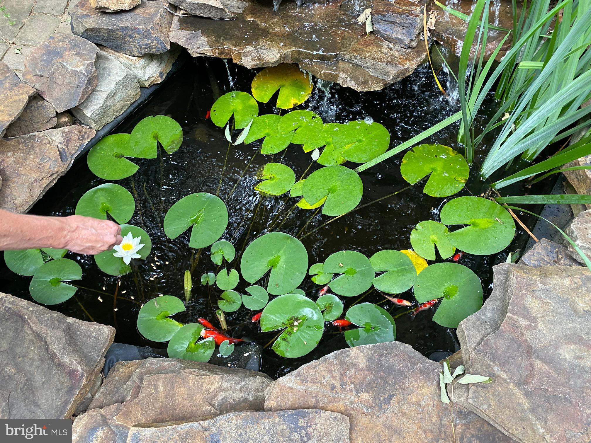 LOCUST RIDGE - Residential Lease