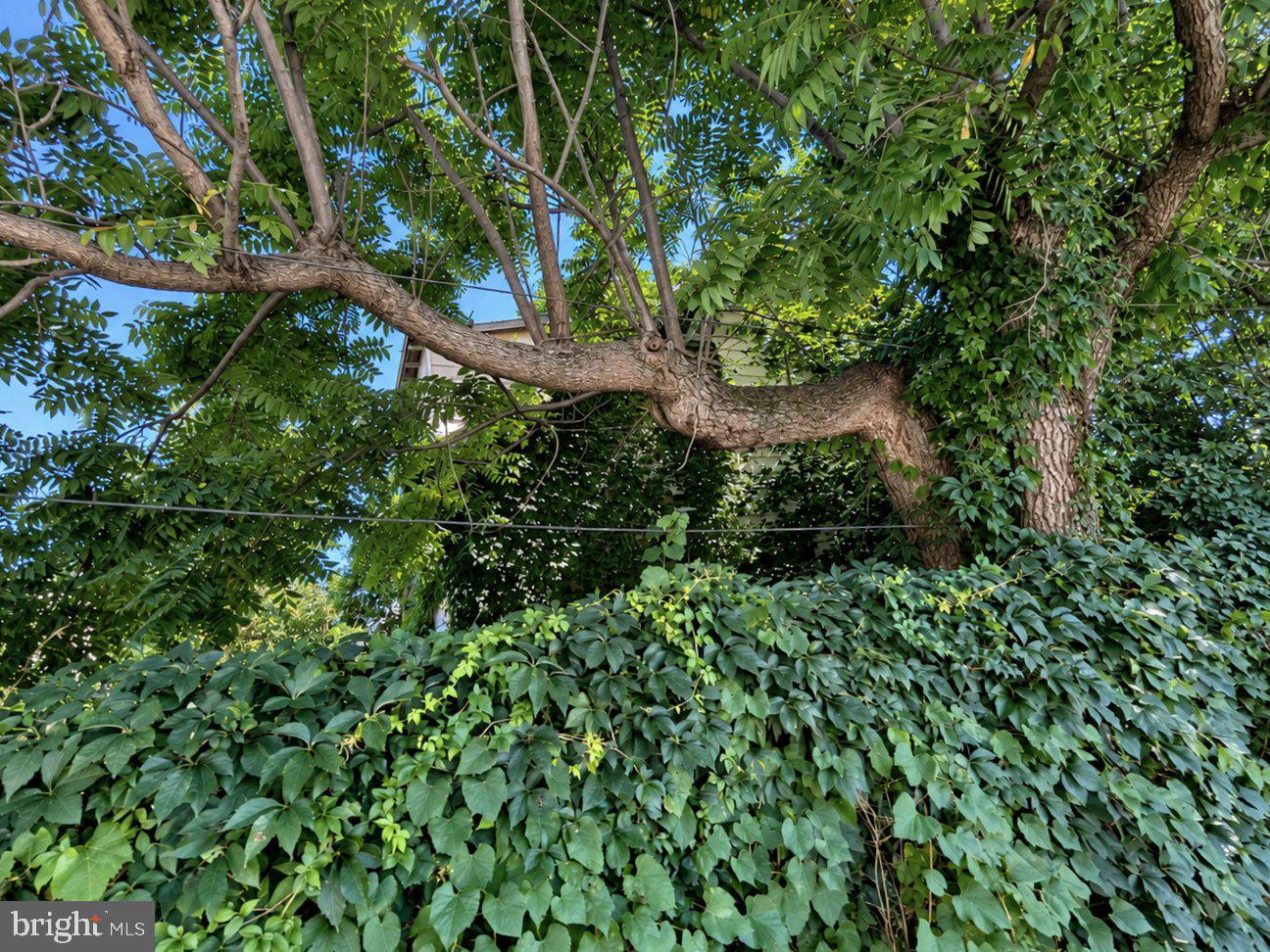 17 WHITELAND AVENUE