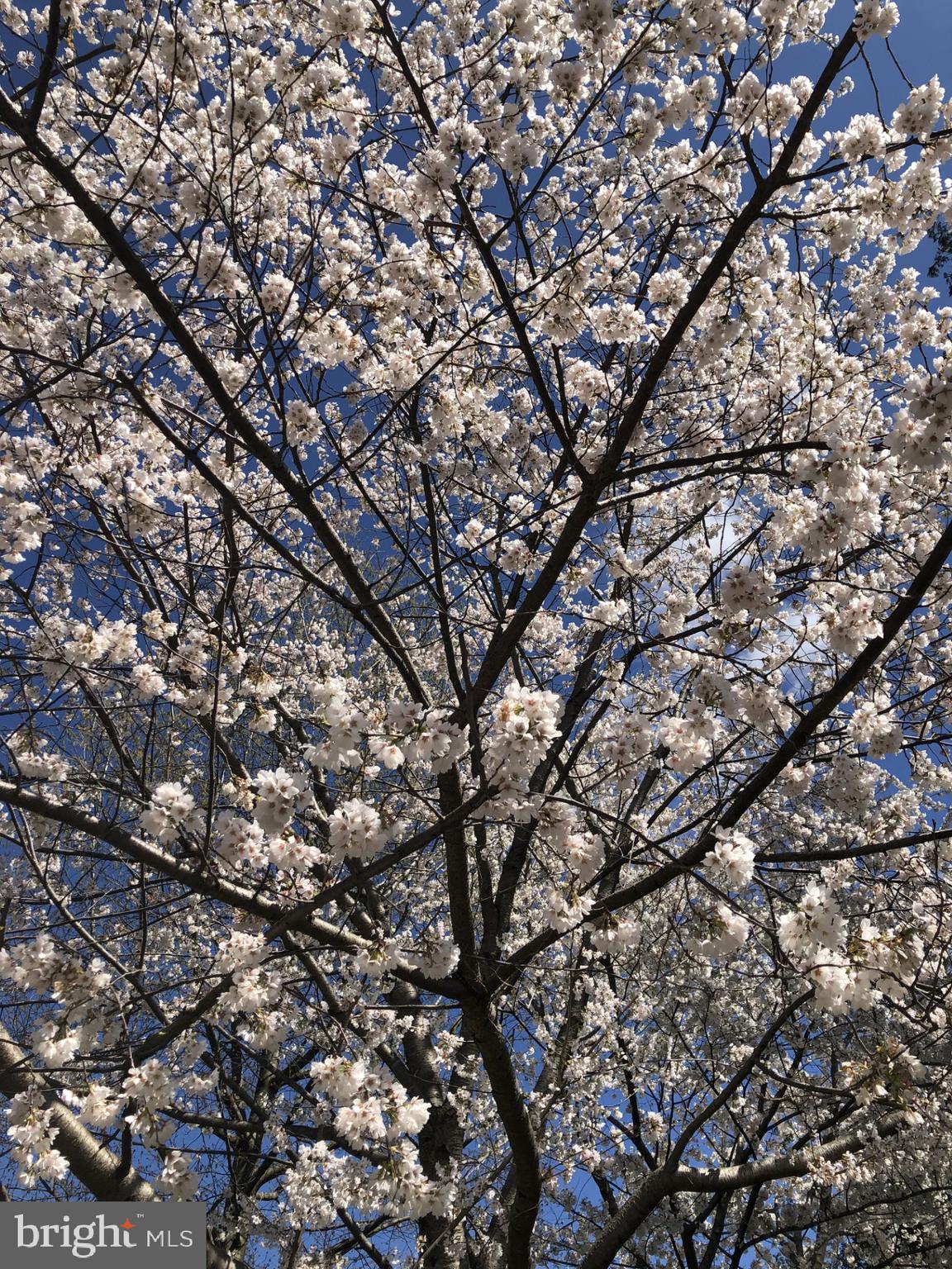 CHERRYDALE - Residential