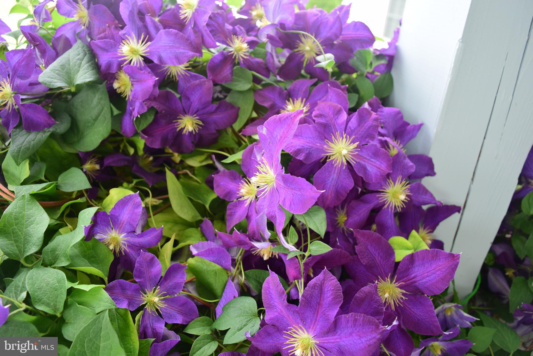 SAYBROOK - Residential