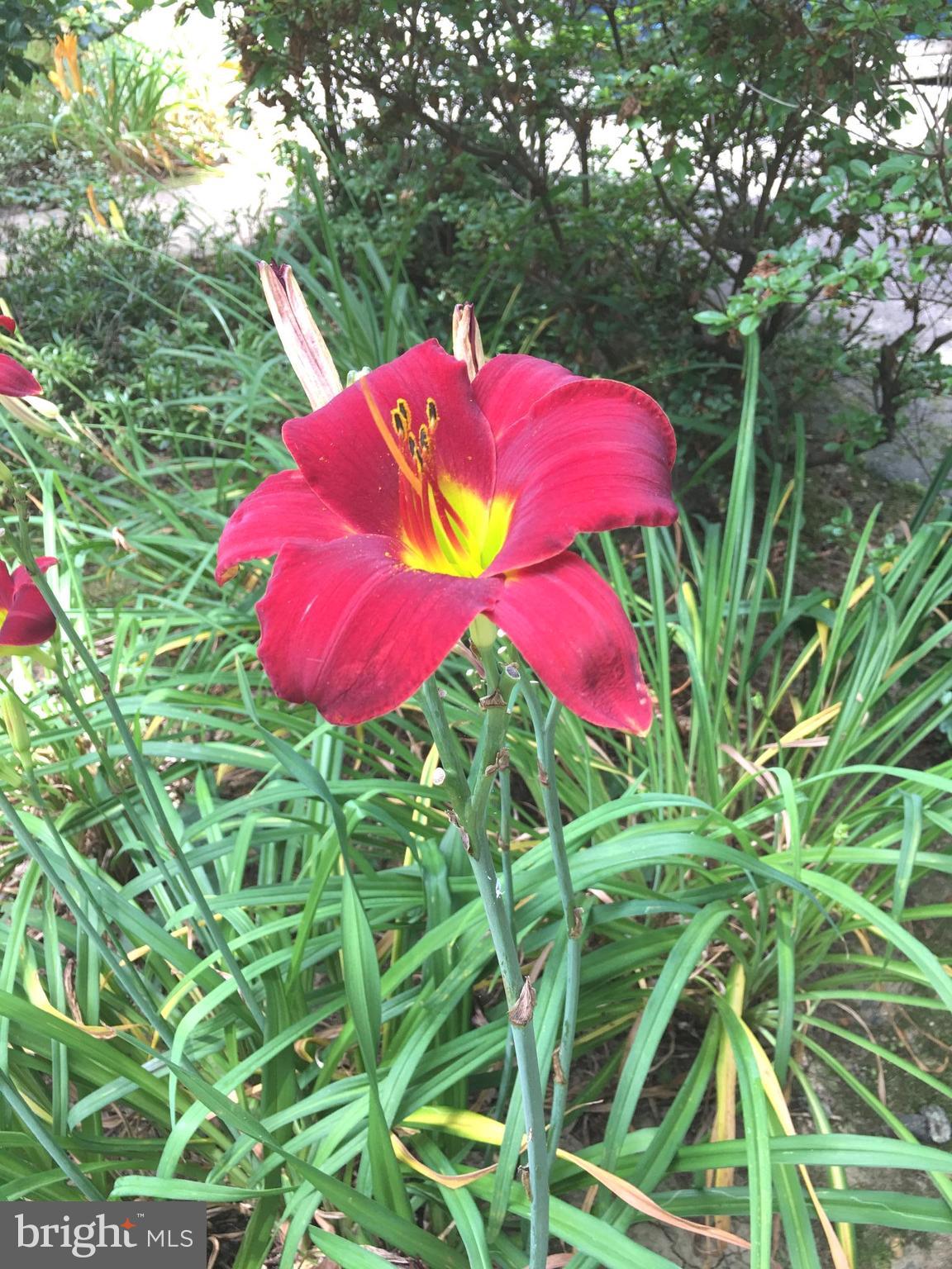 FRANCONIA HEIGHTS - Residential