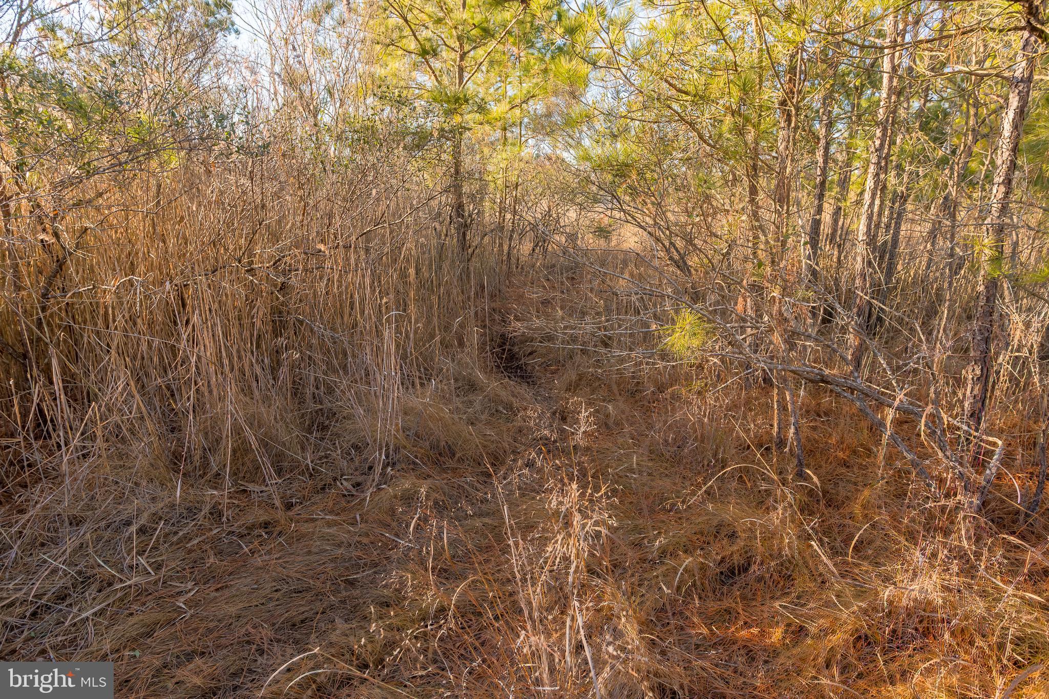 MAPLE DAM - Residential