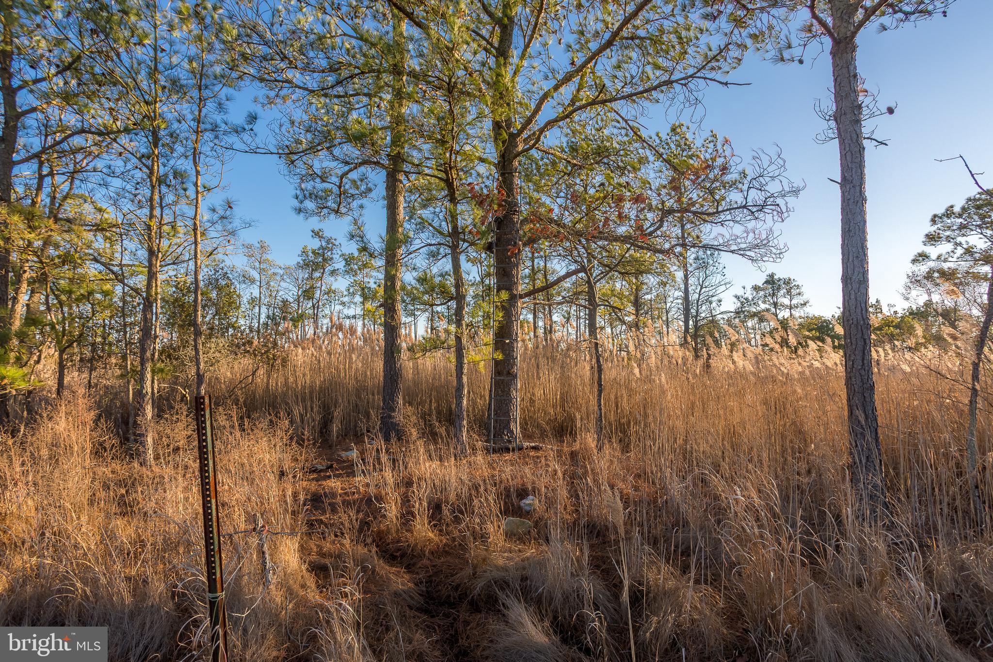 MAPLE DAM - Residential