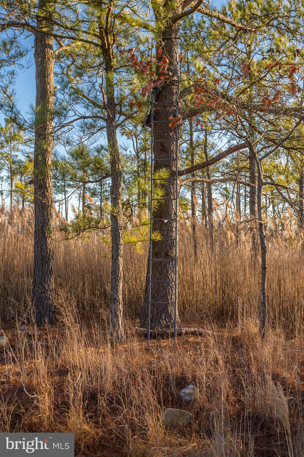 MAPLE DAM - Residential