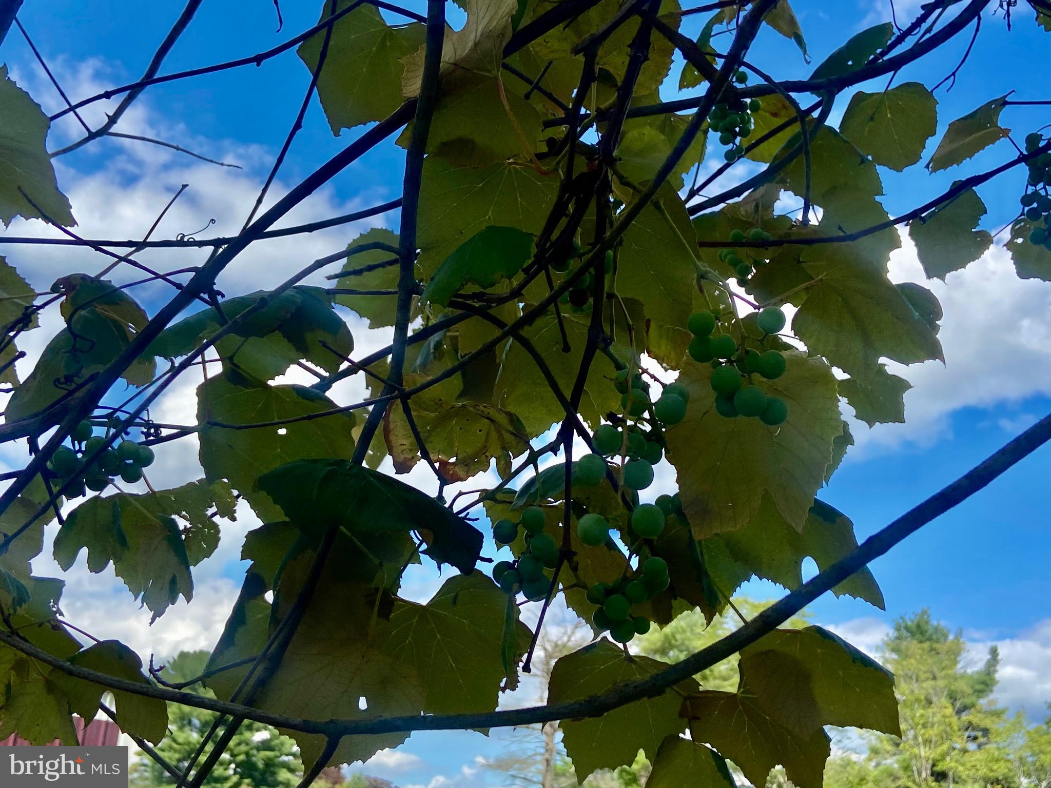 GRANTSVILLE - Residential