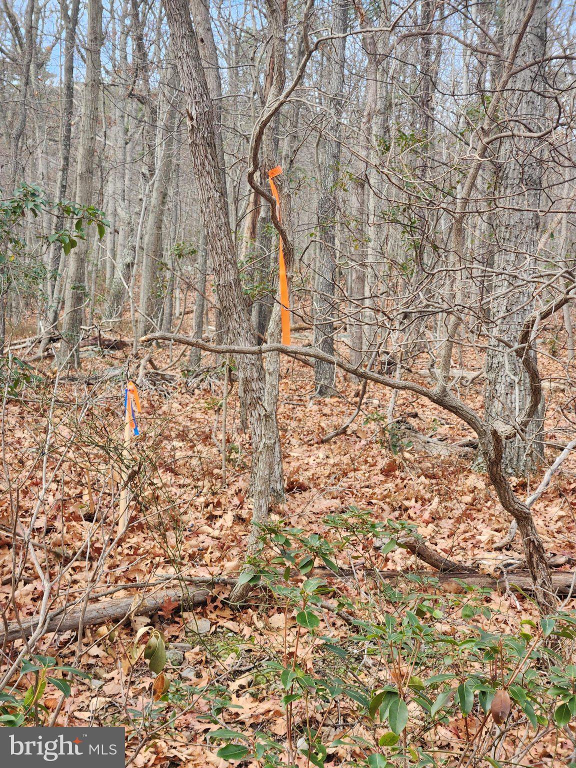 BELWORT TRAIL