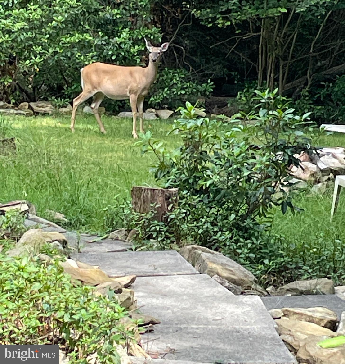 YOUGH MT. RESORT - Residential