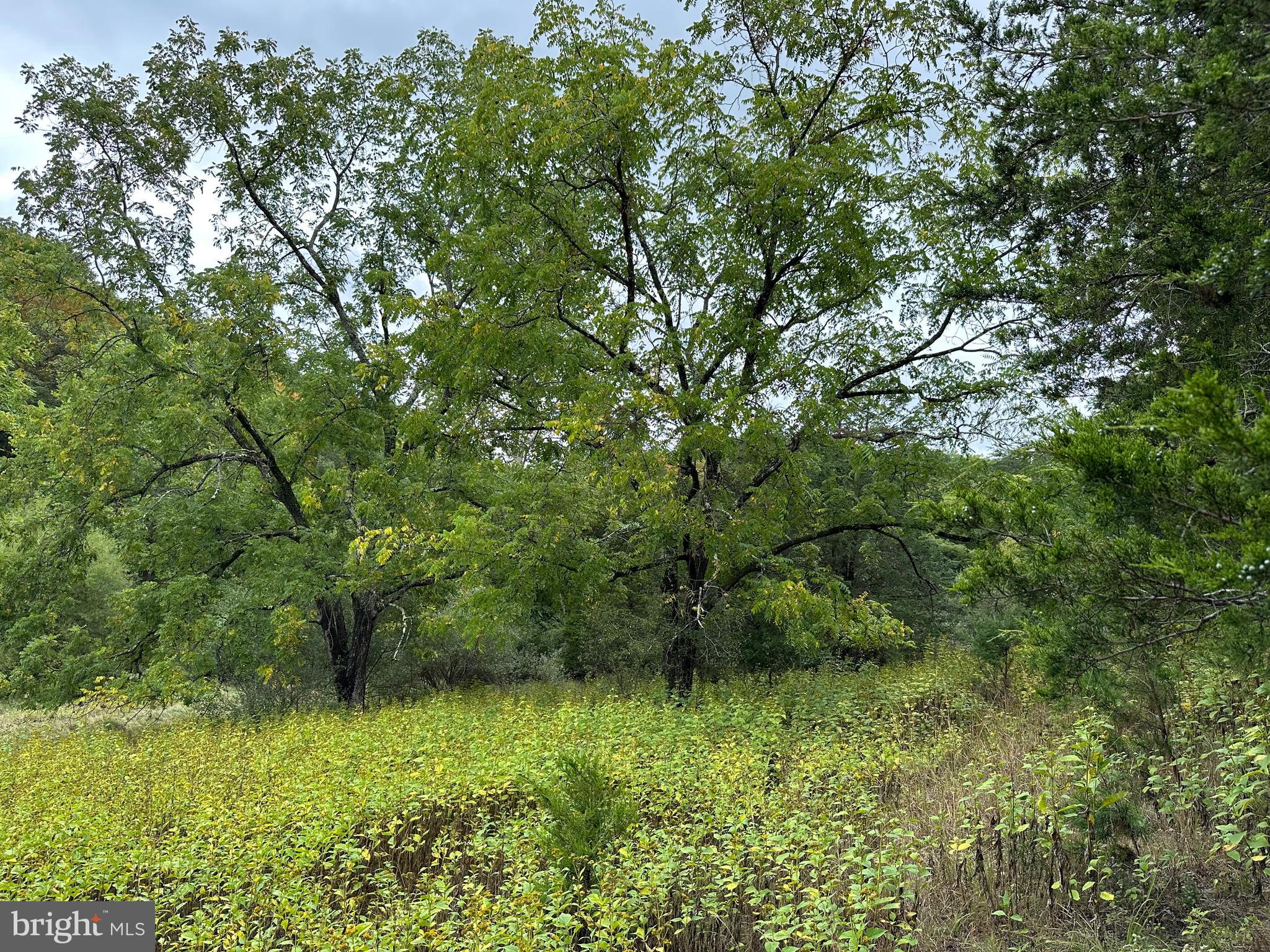 HAMILTON ESTATES - Land