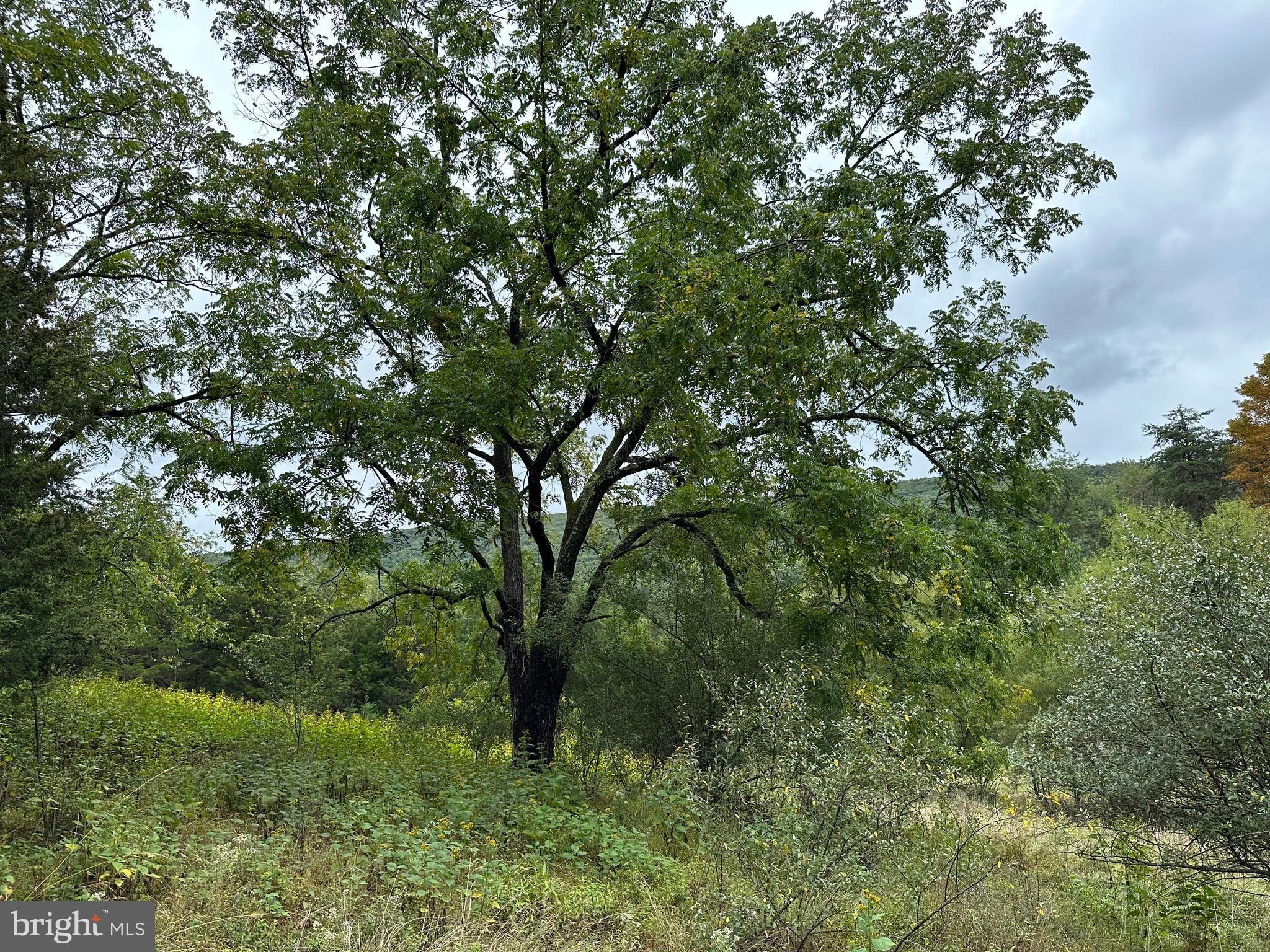 HAMILTON ESTATES - Land