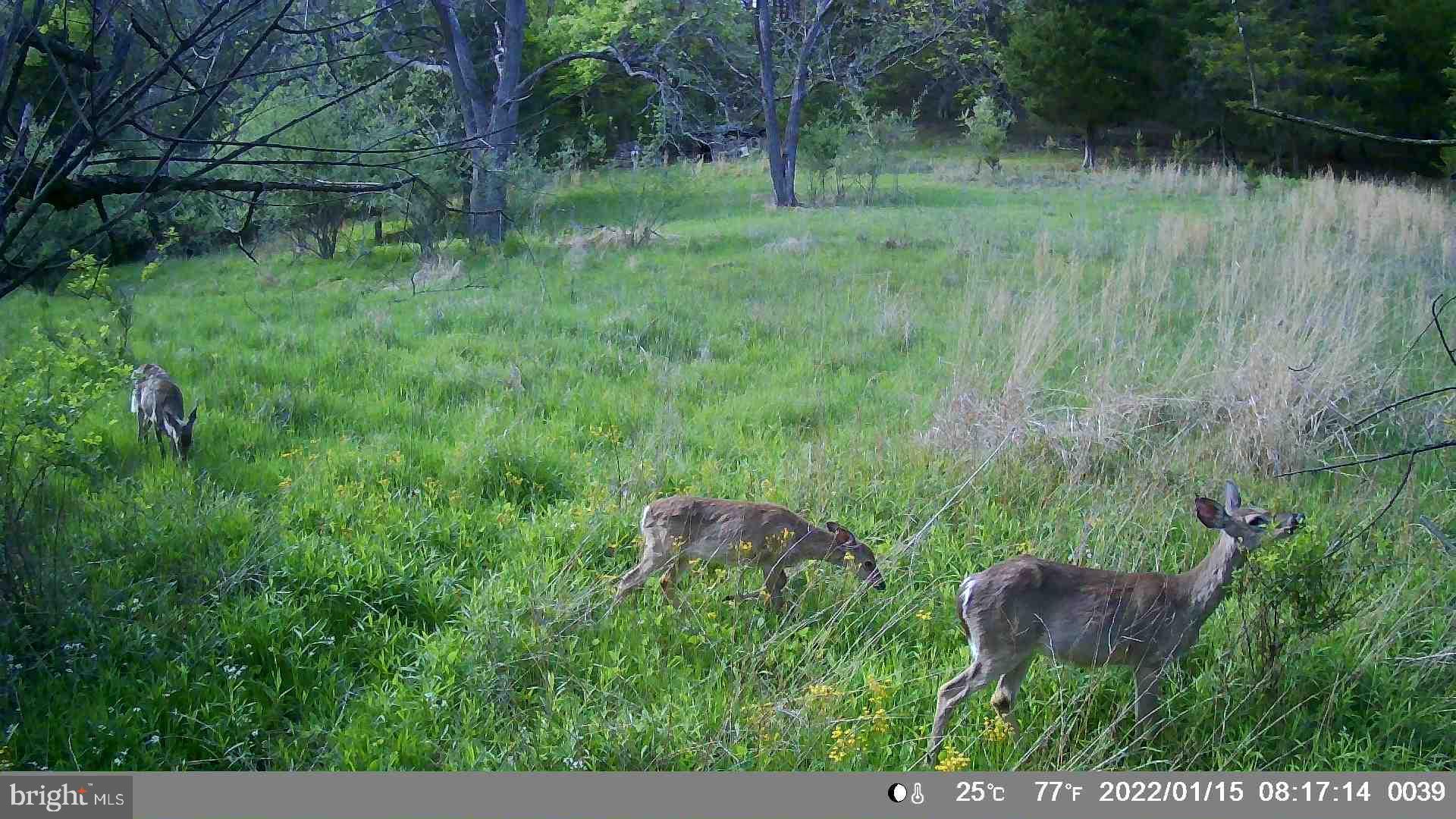 HAMILTON ESTATES - Land