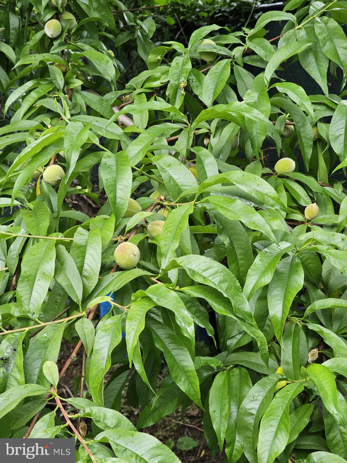 TEMPLE UNIVERSITY - Residential Lease