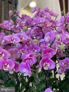 PARAMOUNT - Residential