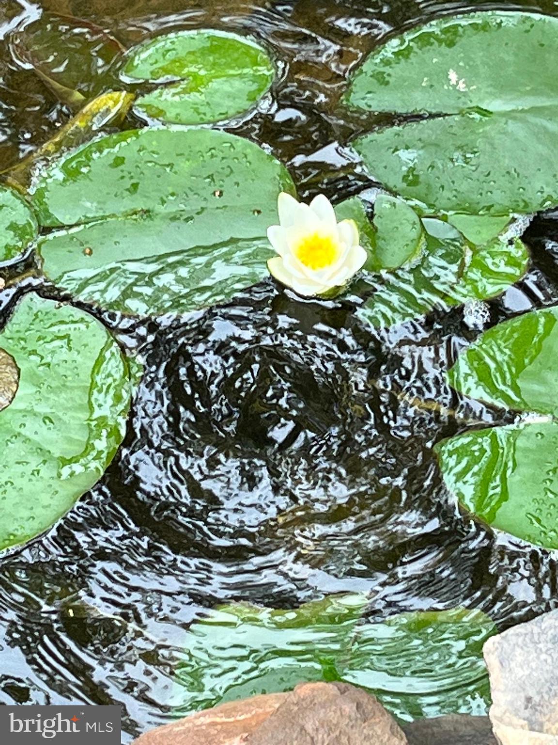 DOGWOOD FLATS - Residential