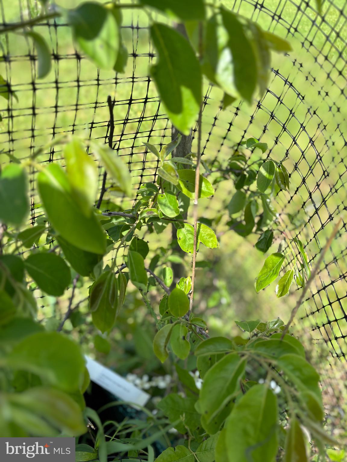 MILL MOUNTAIN ORCHARD - Residential