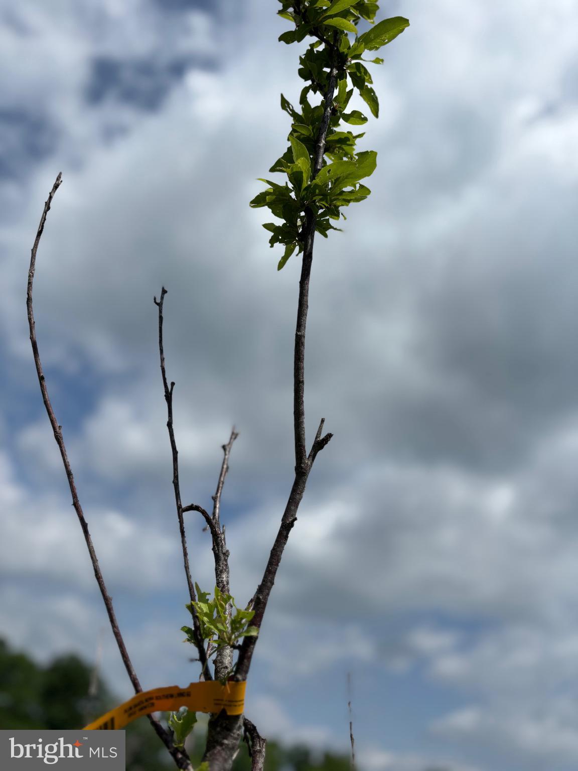 MILL MOUNTAIN ORCHARD - Residential