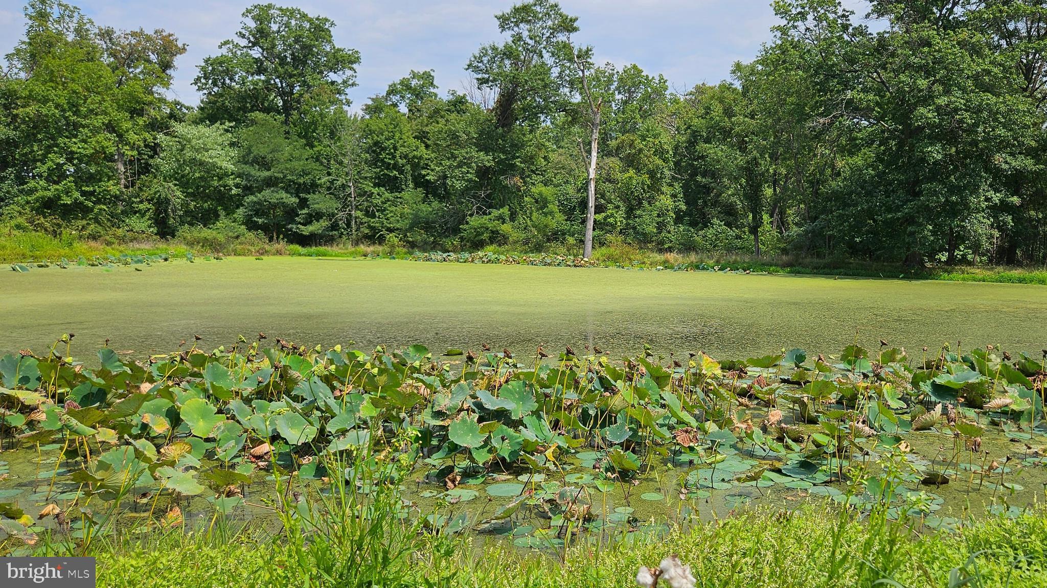 BLUEMONT - Residential