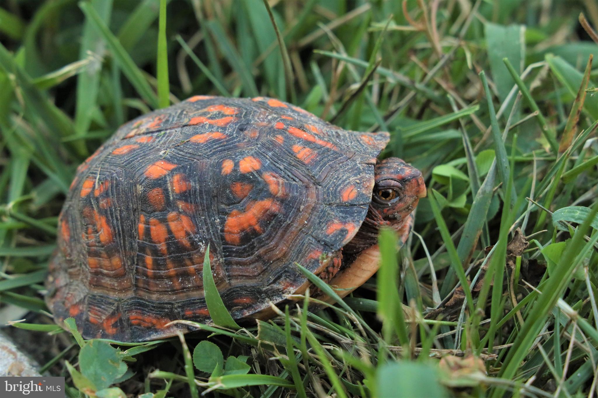 WAKEFIELD - Residential
