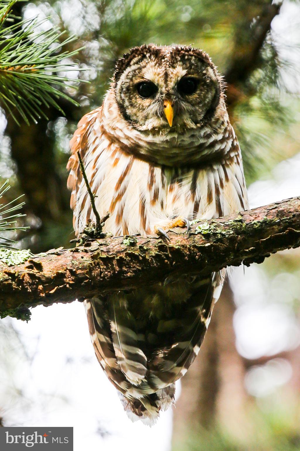 LINCOLN - Residential