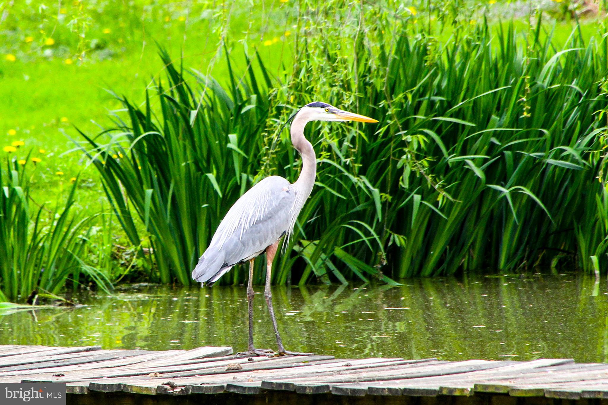 LINCOLN - Residential