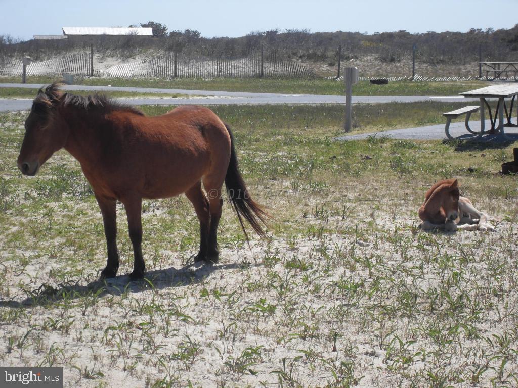 ASSATEAGUE PT RESORT - Residential