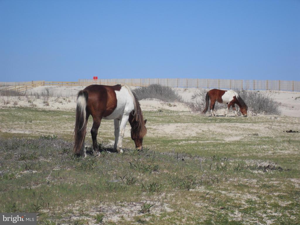 ASSATEAGUE PT RESORT - Residential