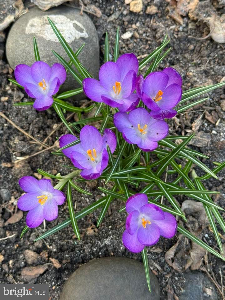 CAMDEN AVE. - Residential