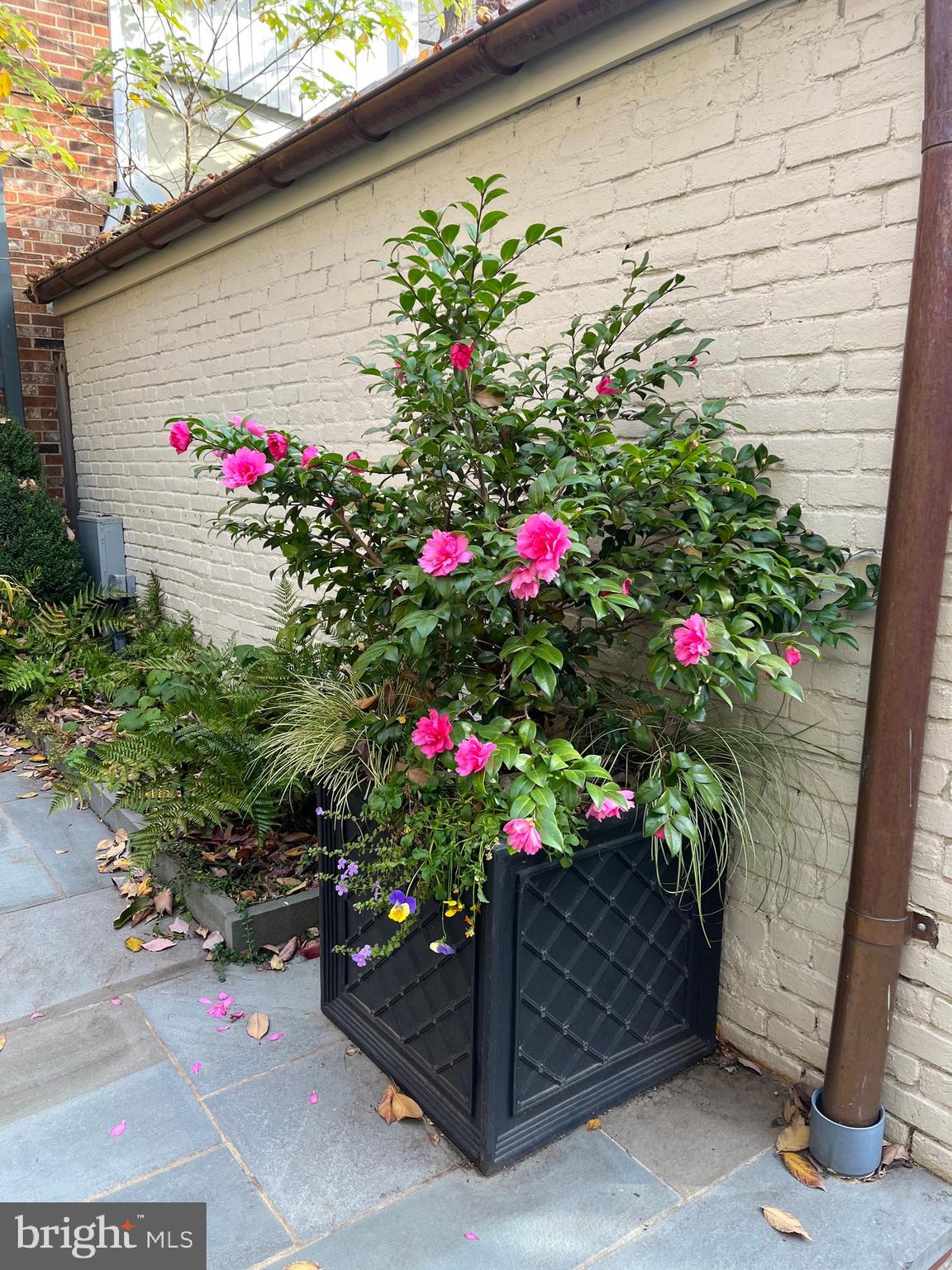 OLD TOWN ALEXANDRIA - Residential Lease