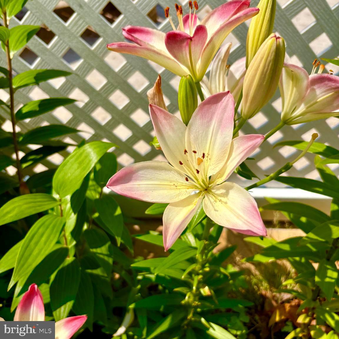BAUERNSCHMIDT MANOR - Residential