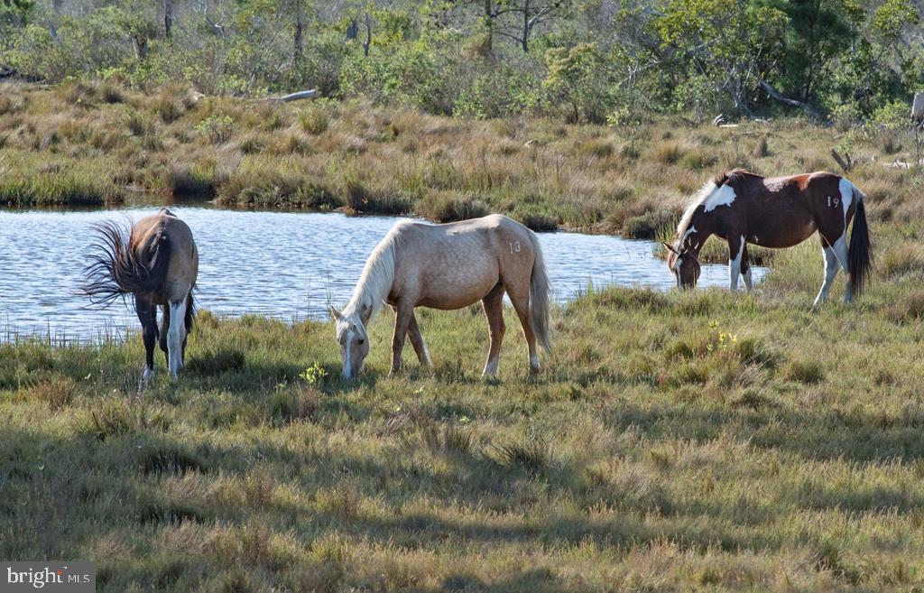 CAPTAIN'S COVE - Land