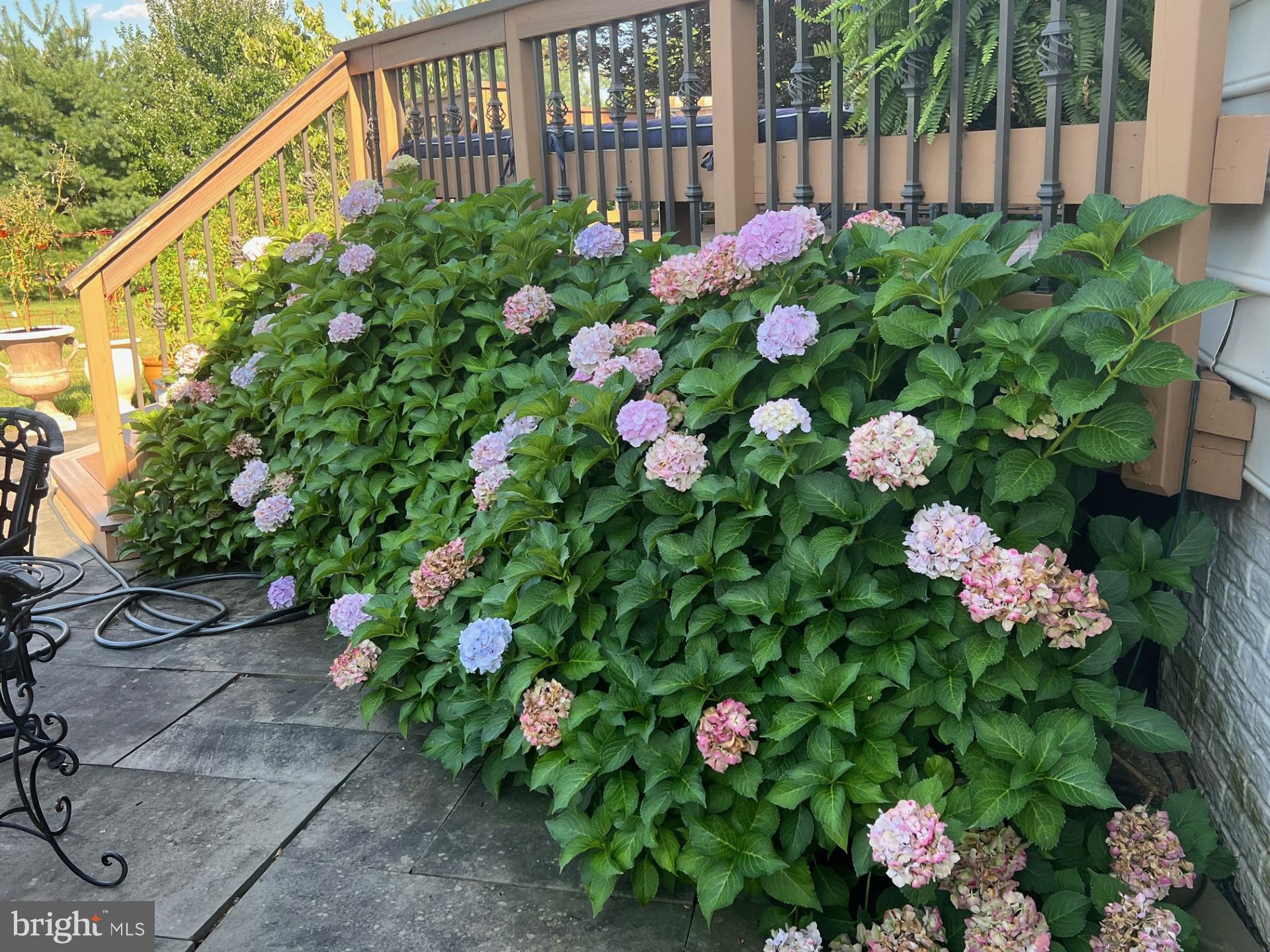 CLOVERFIELD - Residential