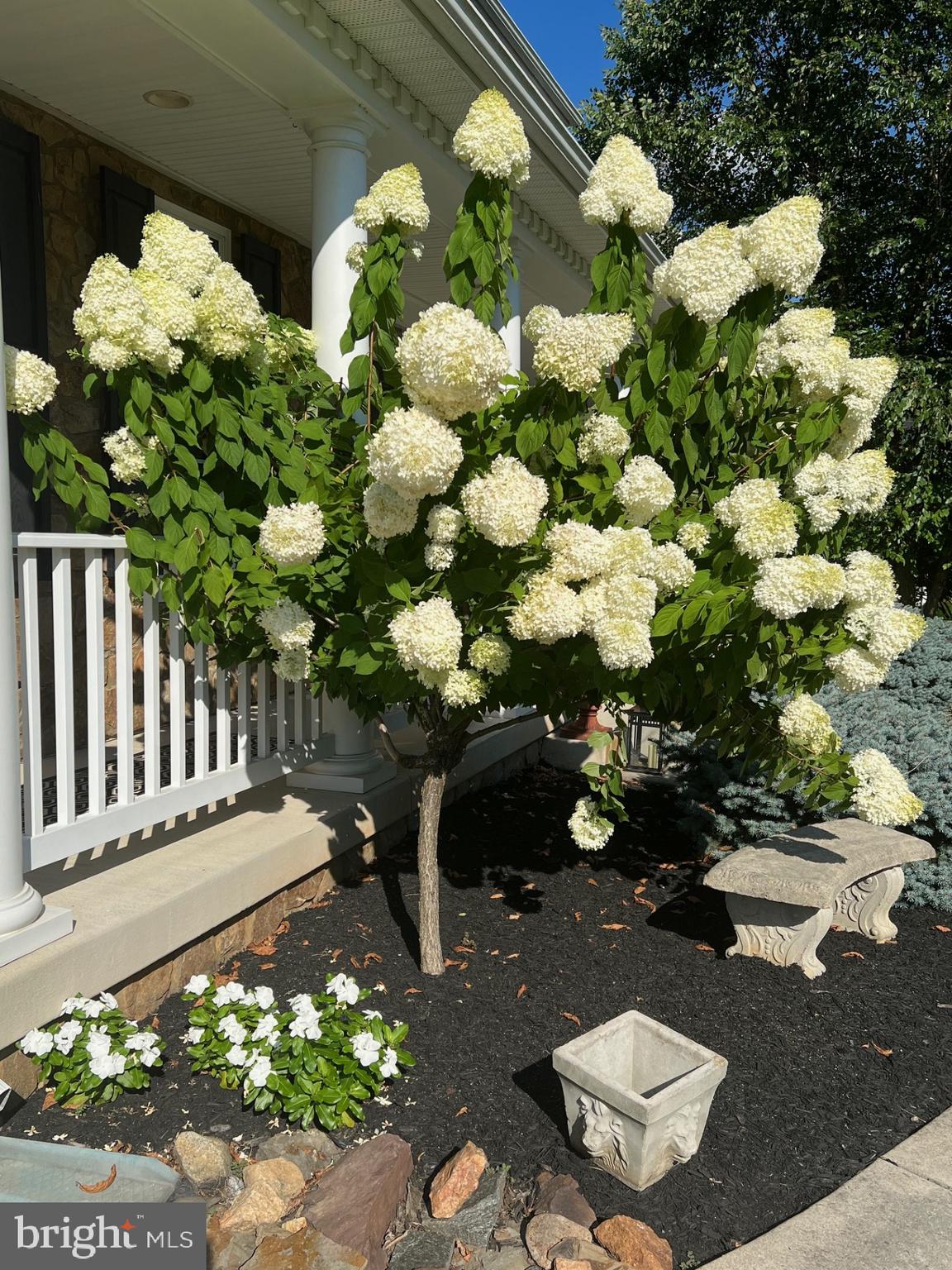 CLOVERFIELD - Residential