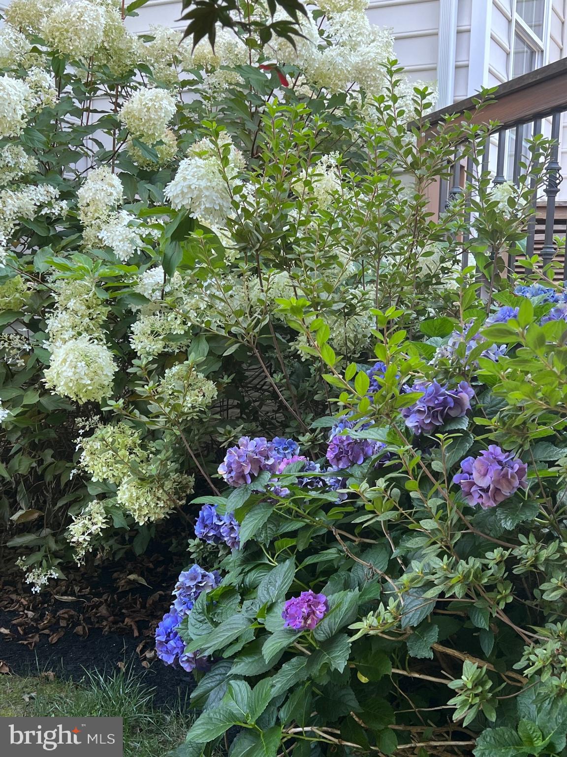 CLOVERFIELD - Residential