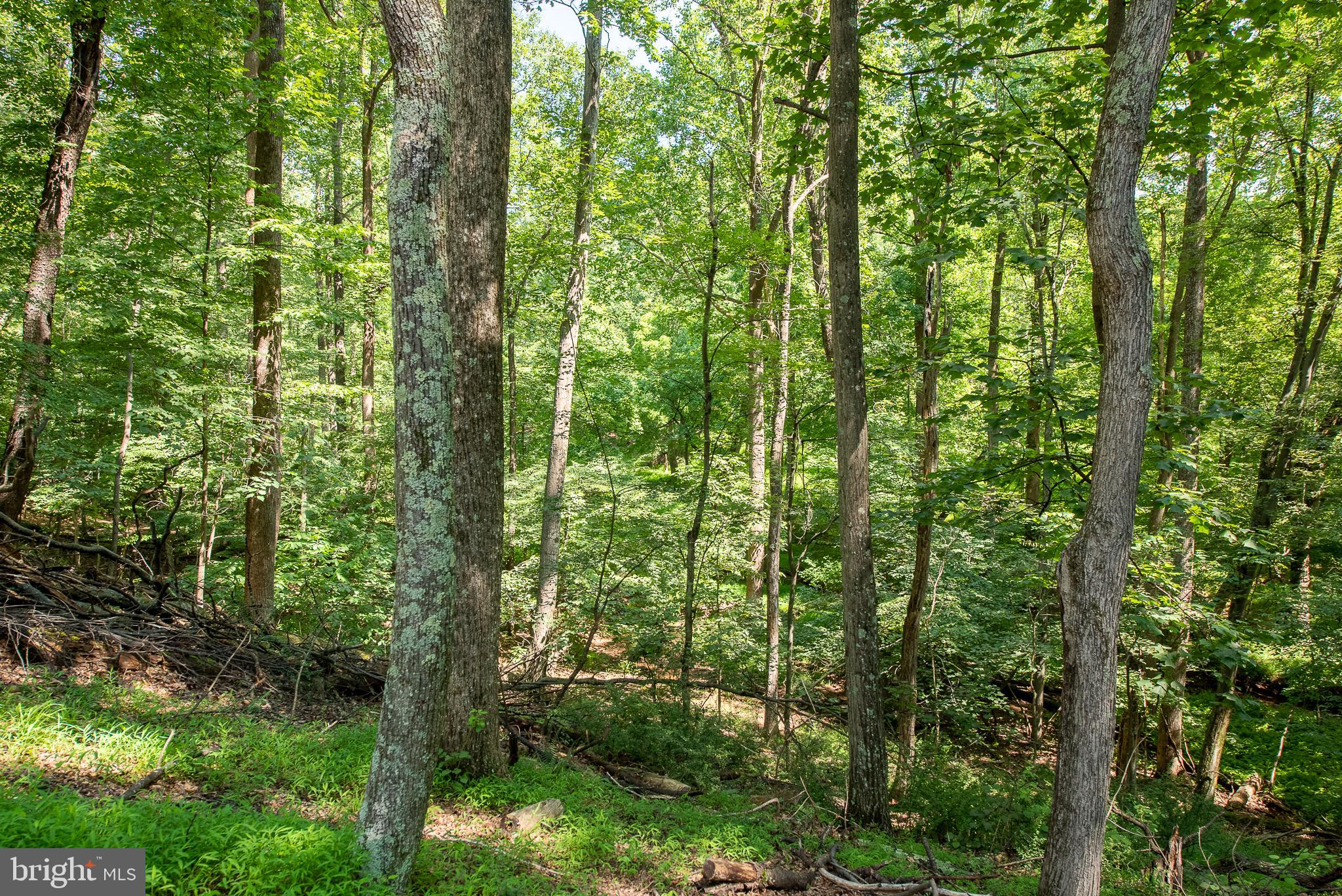 THE WOODS - Residential