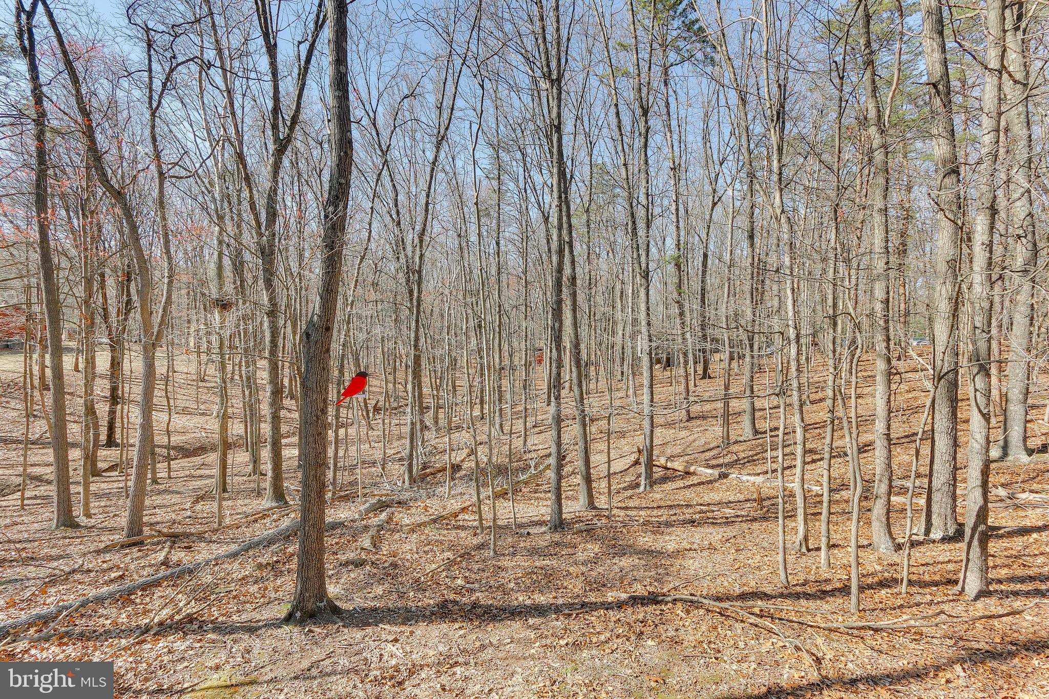 THE WOODS - Residential