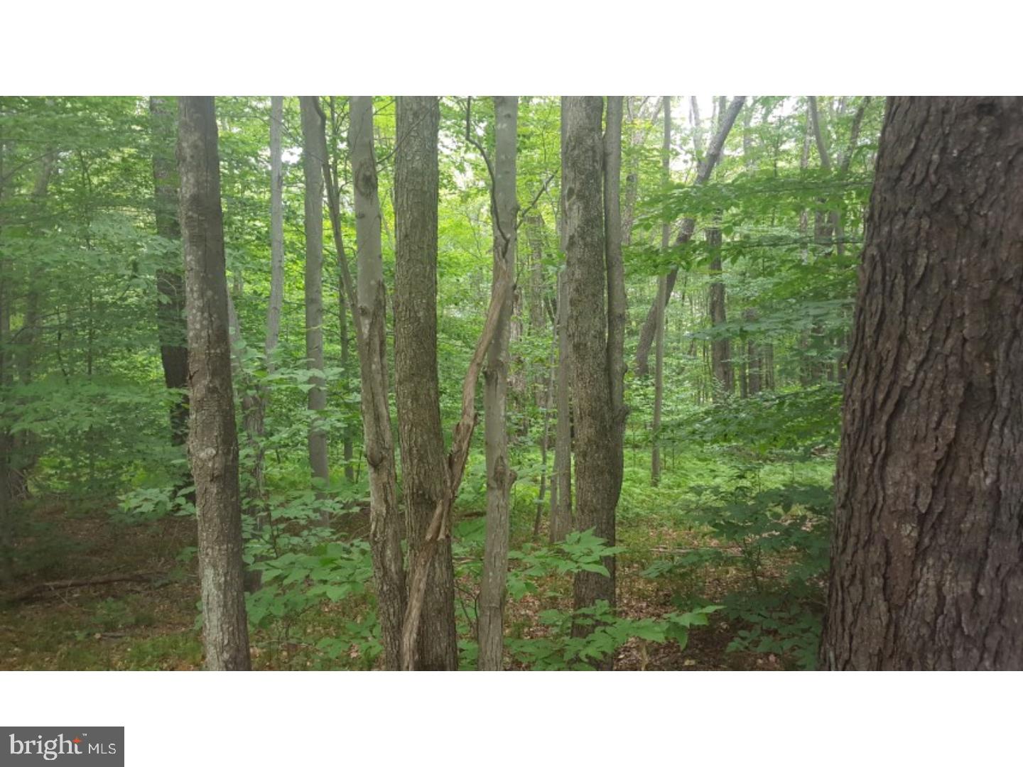 Z NOT IN A DEV - Land