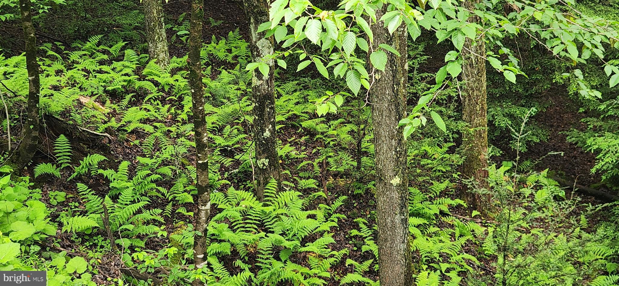 Youghiogheny River access! LOT 12 is a 2.9 acre lot with private STREAM in the gated community of Timbers on the Yough. Mature pines, evergreens, and hardwoods. Riverfront community common area and trails for hiking - feels like a majestic forest and is conveniently located only minutes from downtown Oakland and the Deep Creek Lake area. Perc tested and approved for a 3BR dwelling.