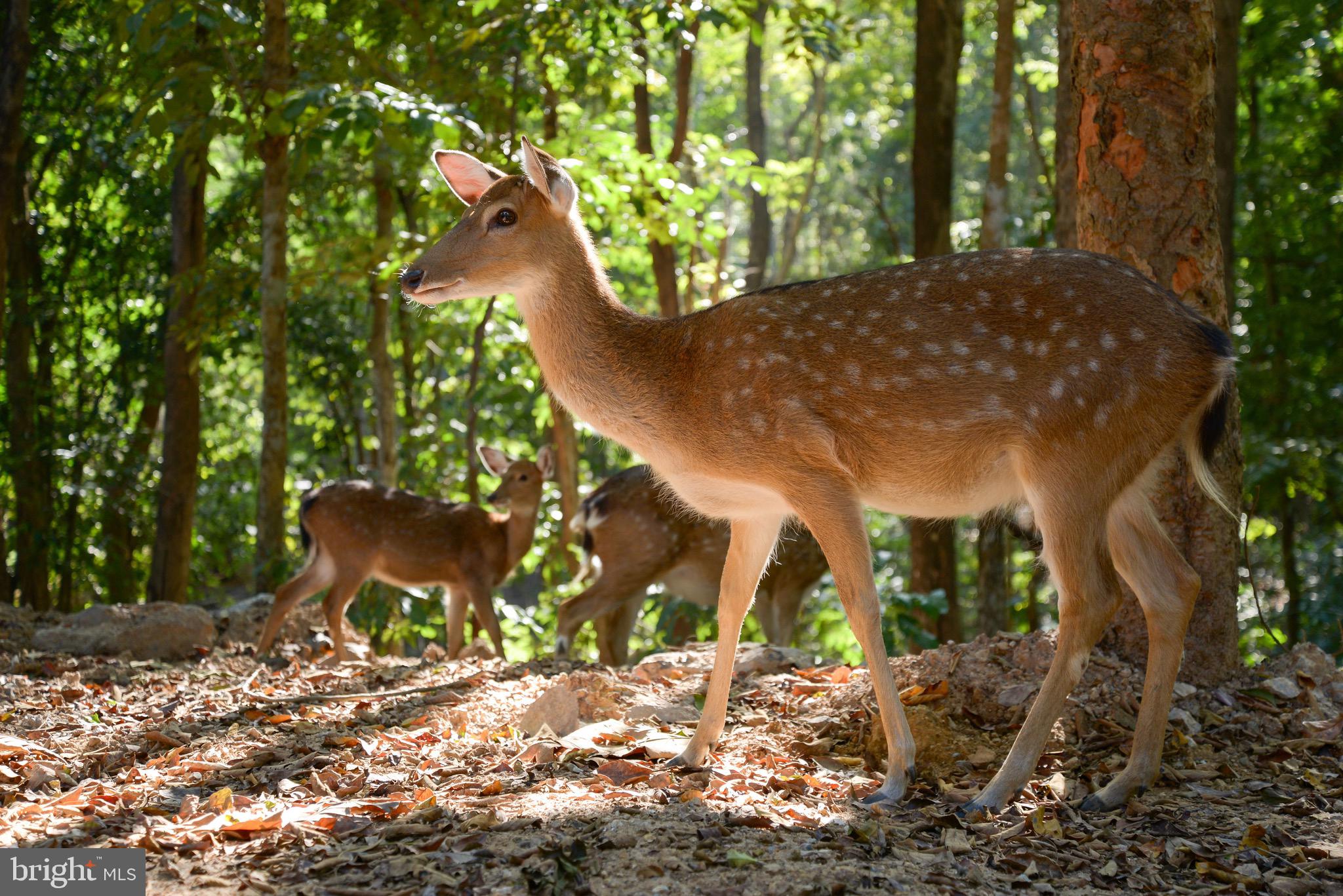 SHEPHERDS COVE - Residential