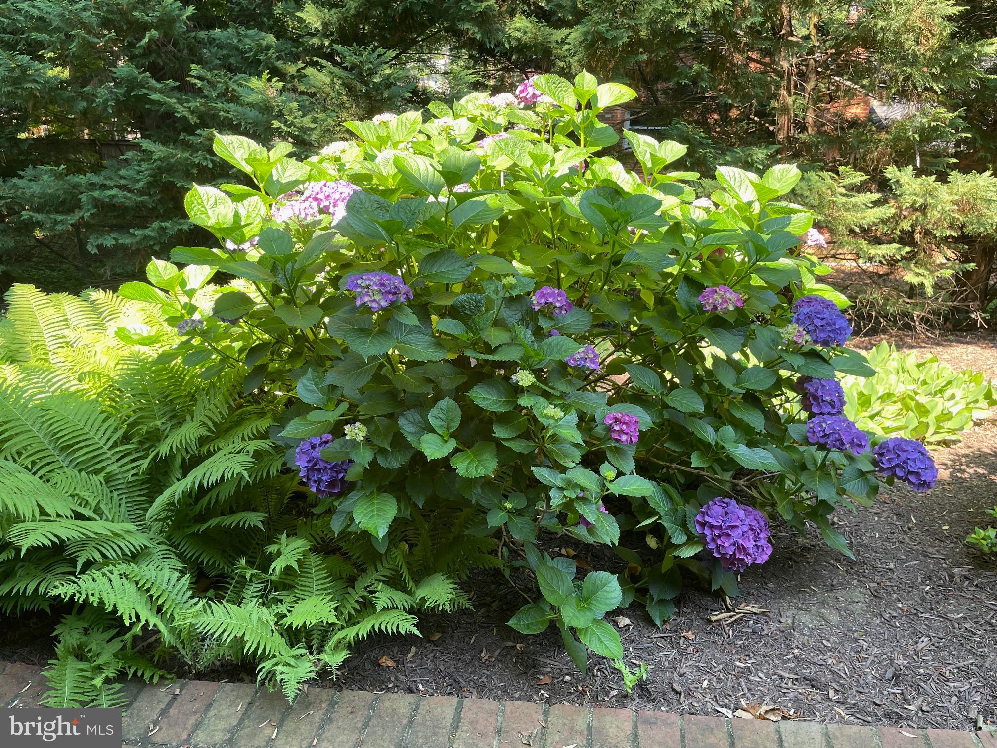 NORTH SPRINGFIELD - Residential