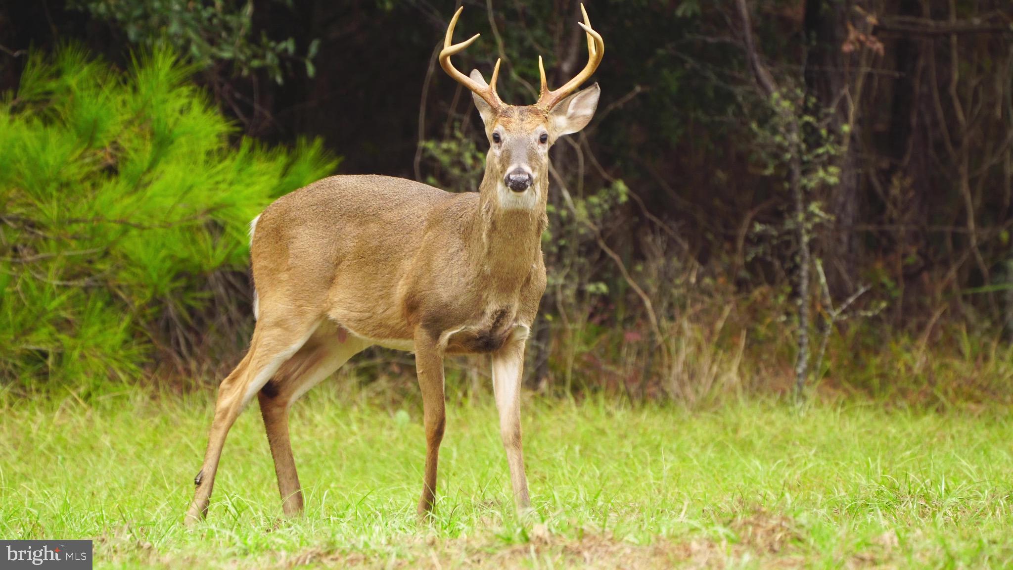 STONEY SPRINGS - Farm