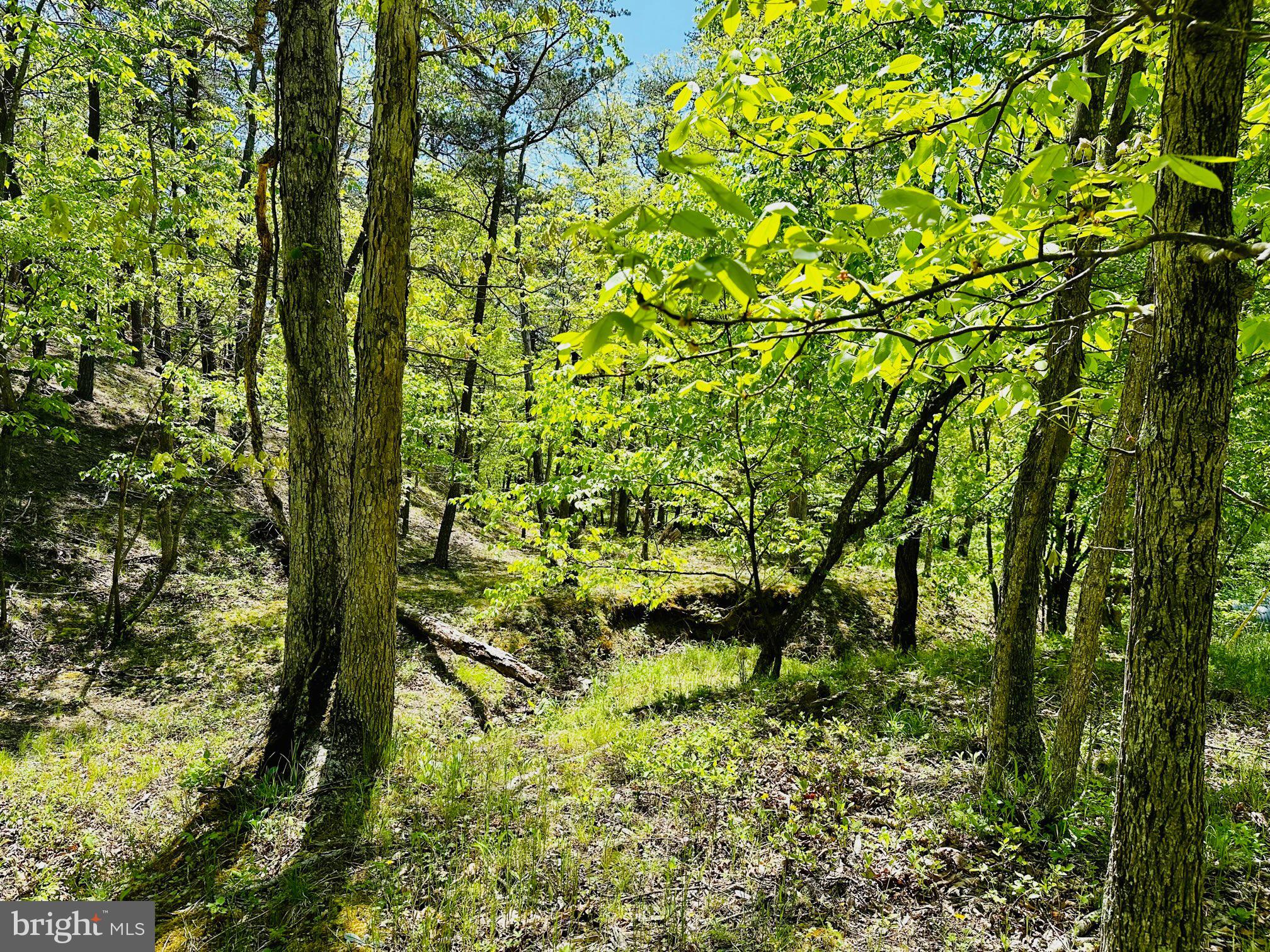 SOUTH POTOMAC FOREST - Residential