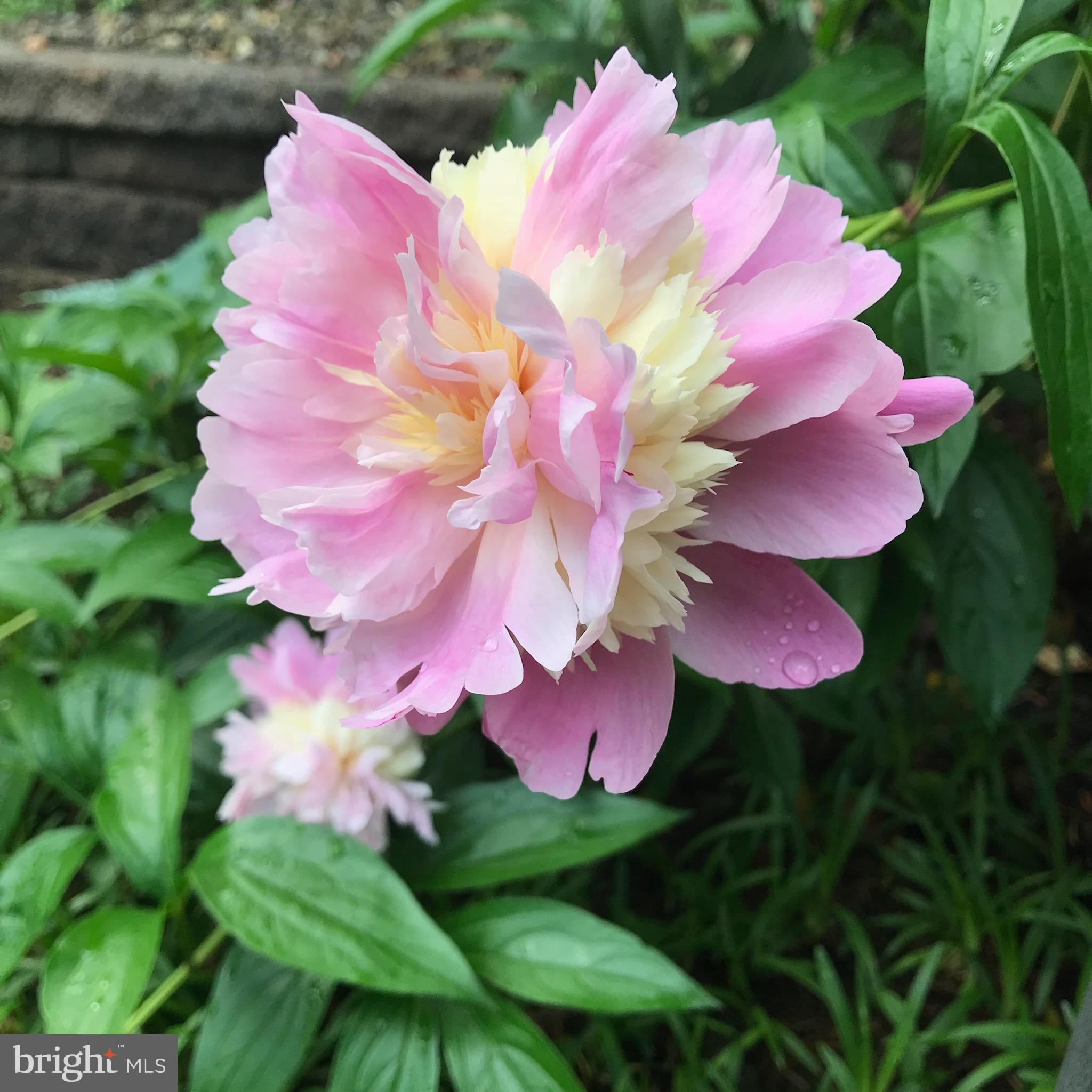 SOUTH RIVER COLONY - Residential