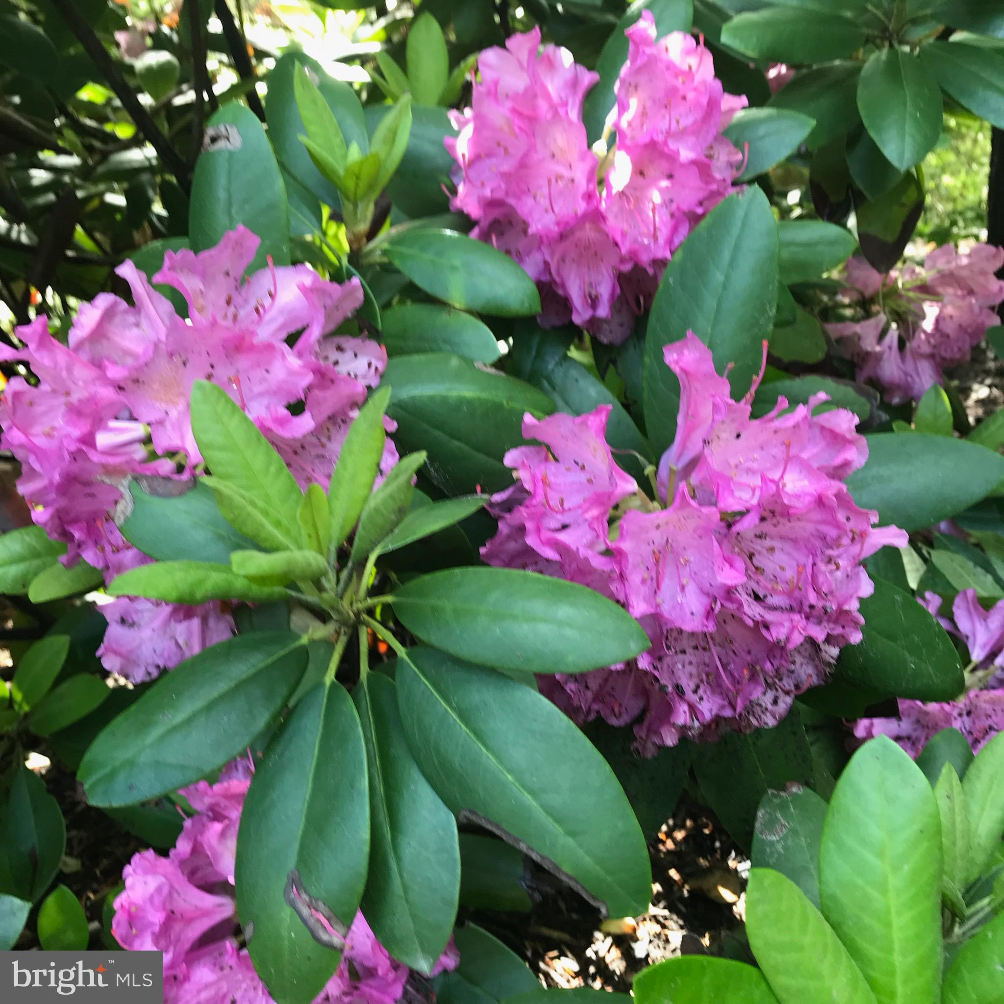 SOUTH RIVER COLONY - Residential