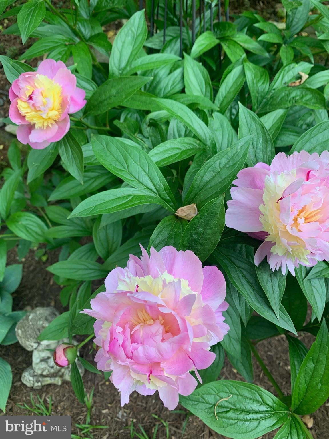 SOUTH RIVER COLONY - Residential