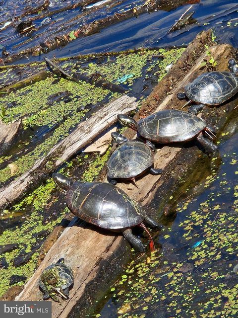 Photo of 135 Lora Drive #ONE, WOODSTOCK, VA 22664 (MLS # VASH2013922)