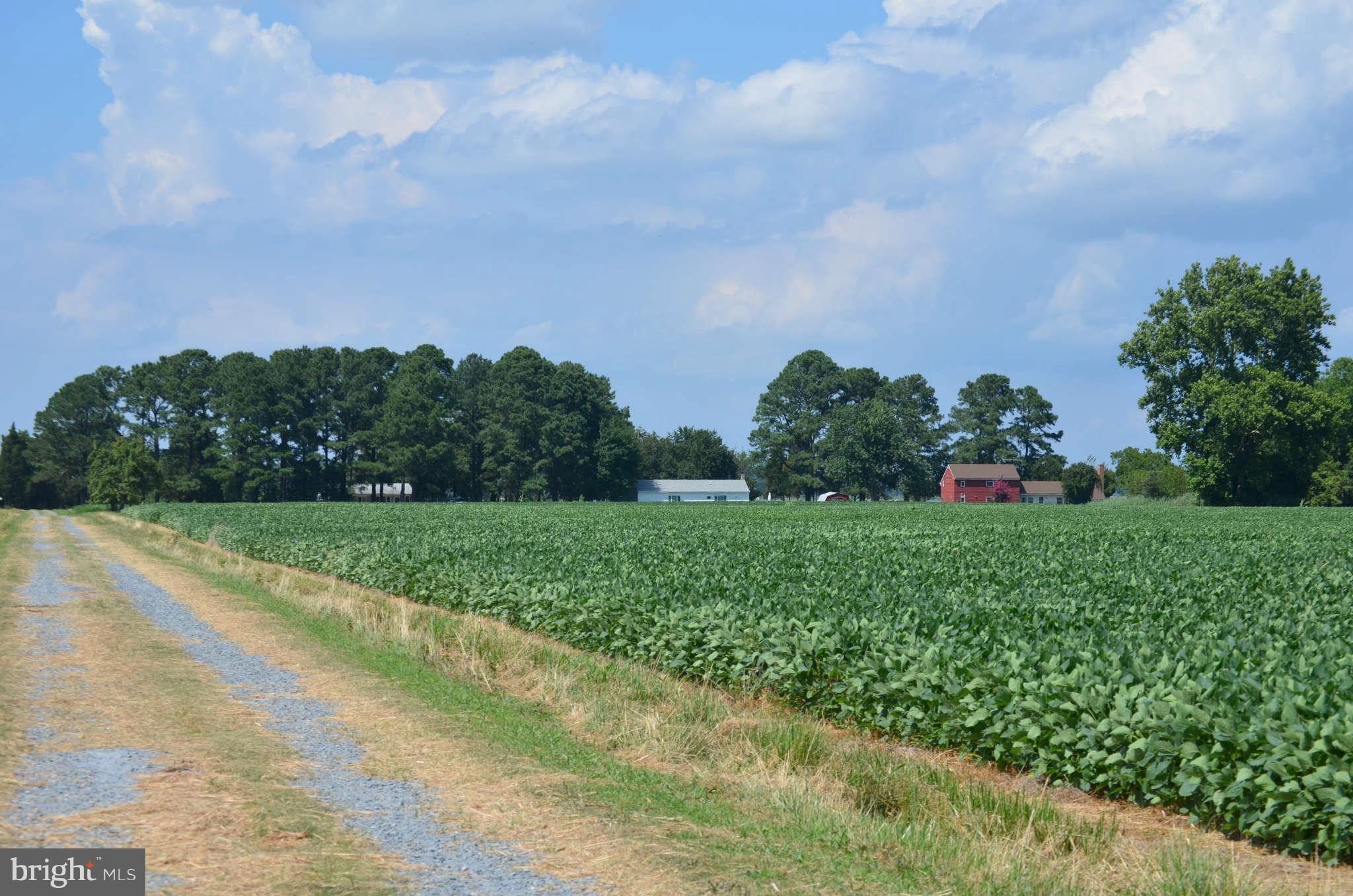 LONG POINT FARM - Farm