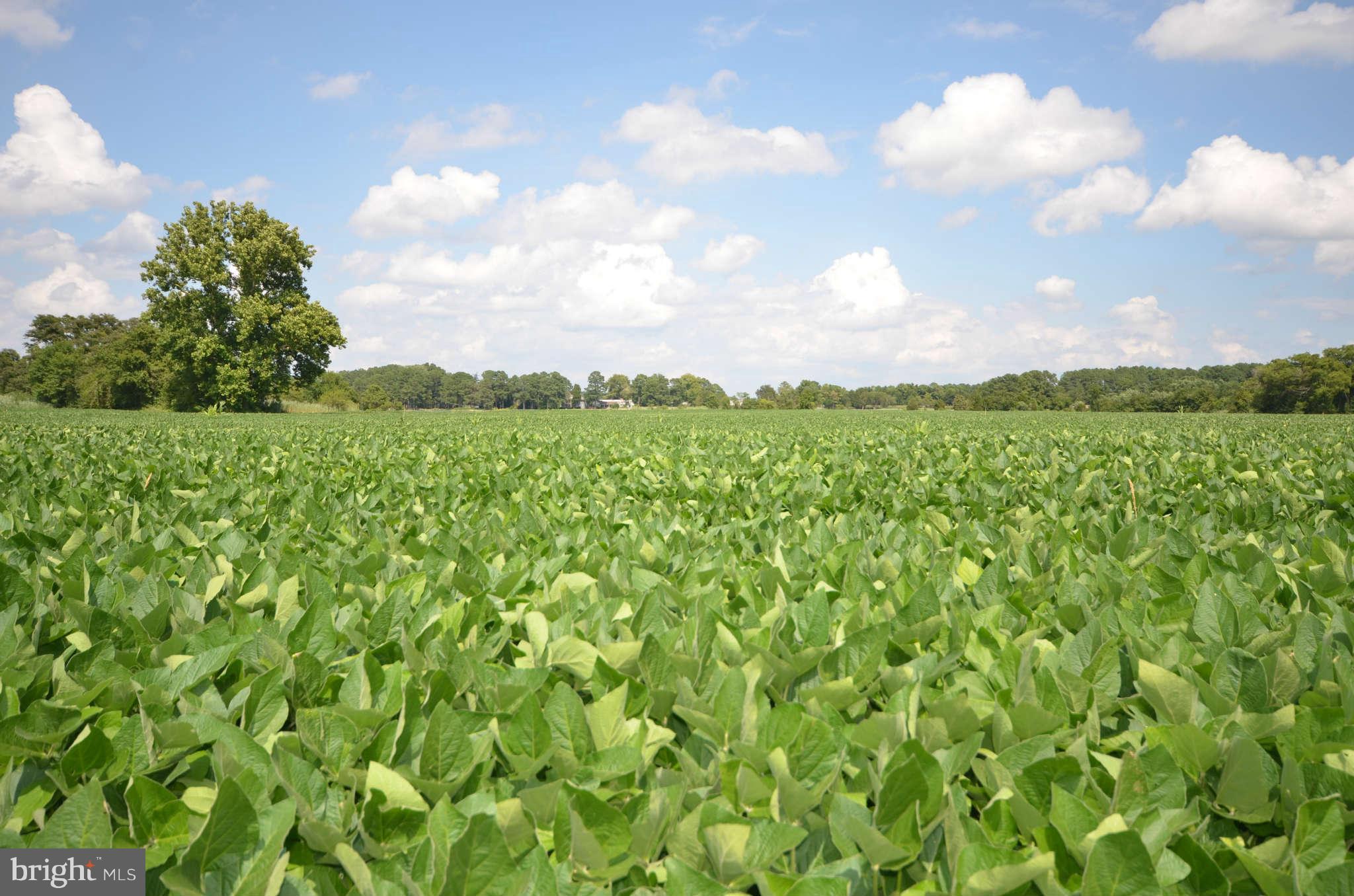 LONG POINT FARM - Farm