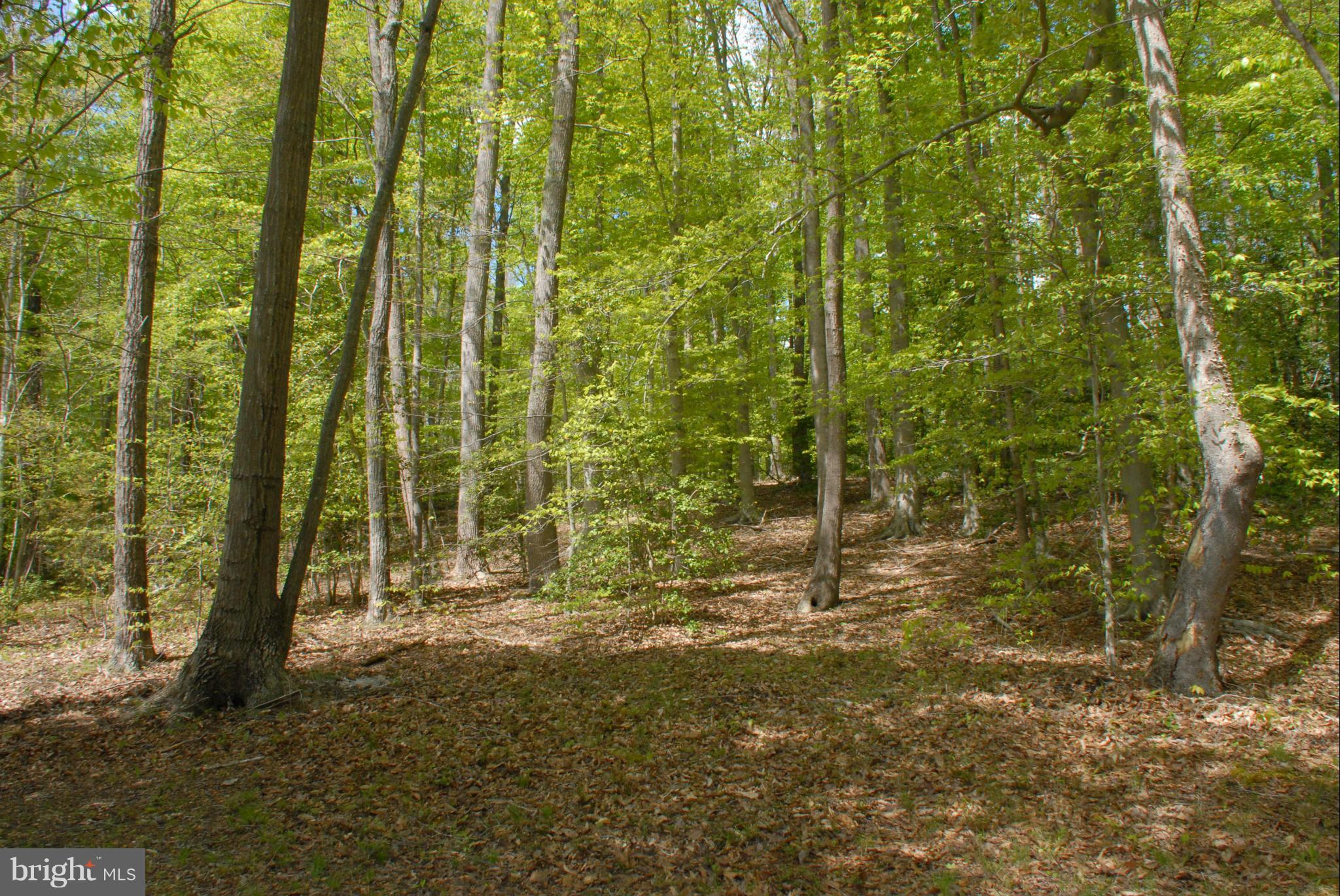 BENEDICT PLANTATION - Residential